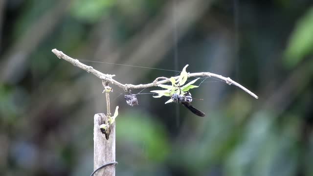 Macro insect branch