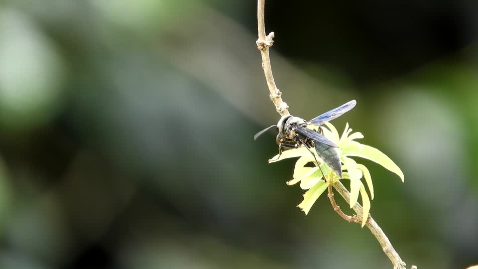 Nature flying insect wasp