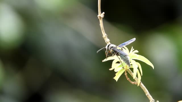 Nature flying insect wasp