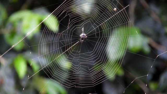 Nature yard web