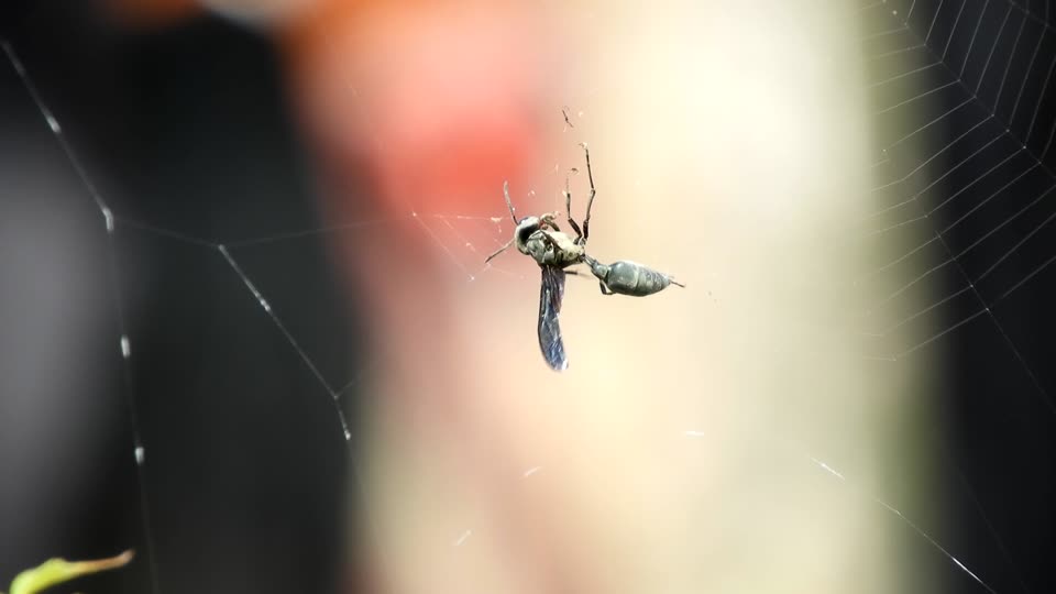 Insect wasp trapped web