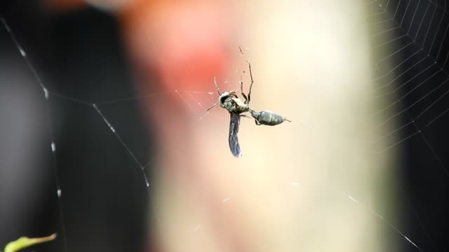 Insect wasp trapped web