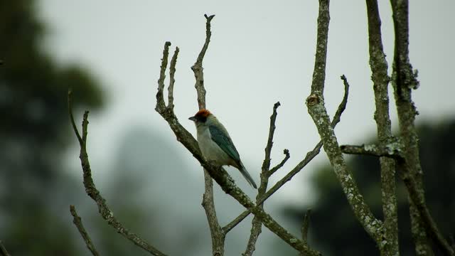 Nature bird tree