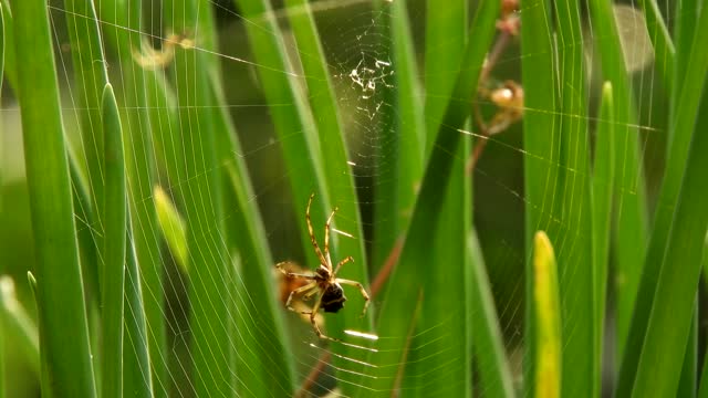 Yard field insect