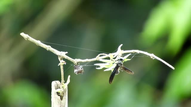 Insects nature spider