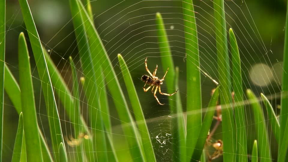 Weaver arachnid macro