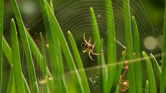 Weaver arachnid macro