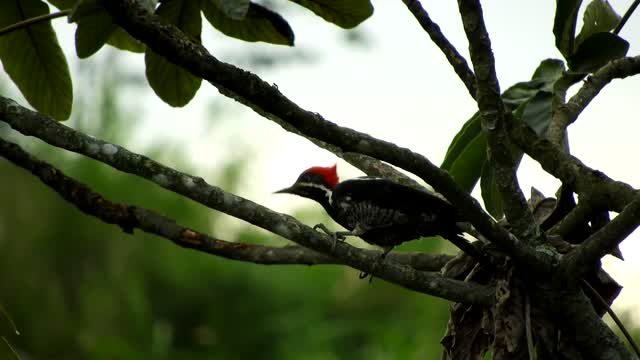 Nature bird tree