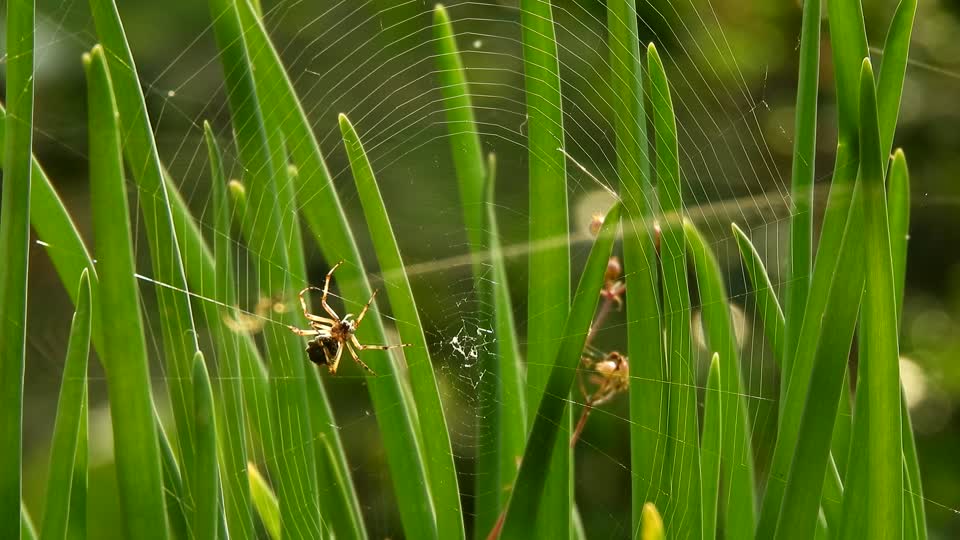 Nature macro insect