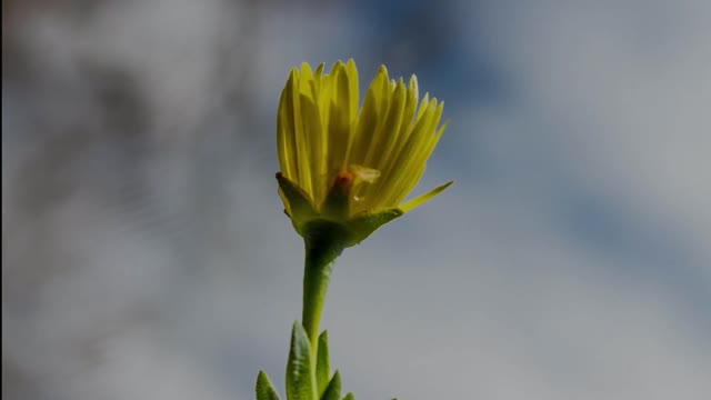 Succulent lemon pig face flower