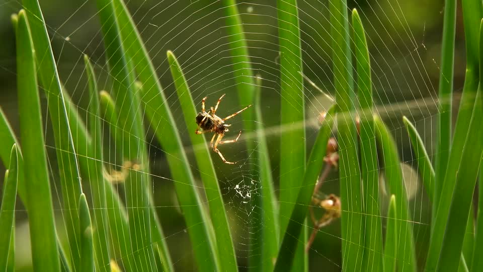 Macro insect spider weaver