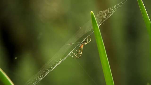 Nature insect spider