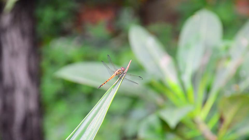 Nature grass insect