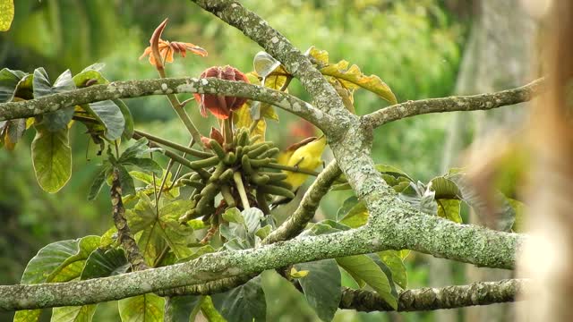 Nature bird tree