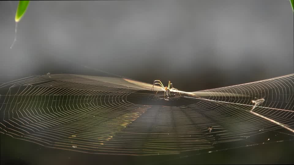 Insect spider weaver yard