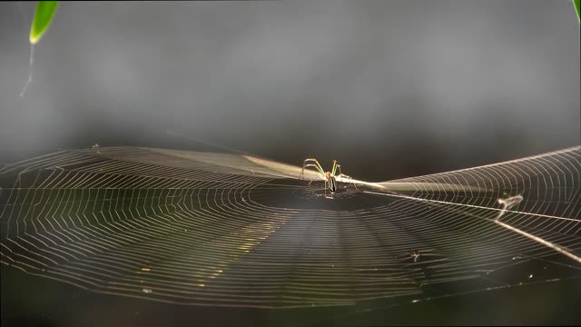 Insect spider weaver yard