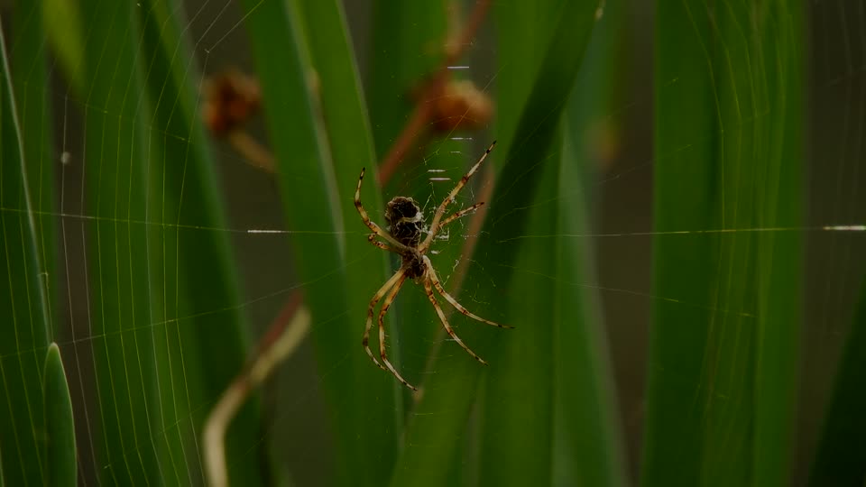 Spider yard insect
