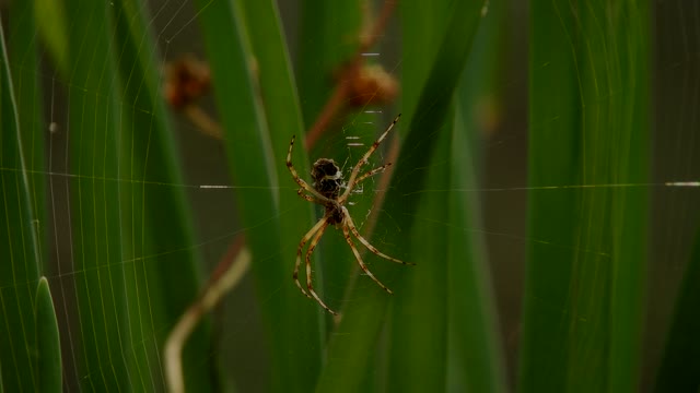Spider yard insect