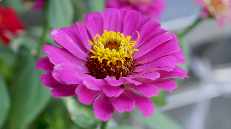 Flower violet purple