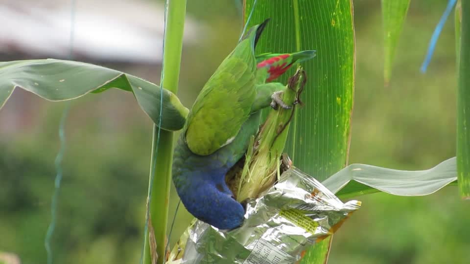 Bird nature parrot