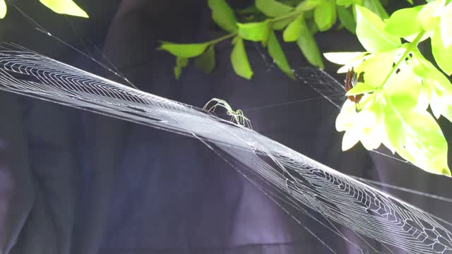 Insect arachnid web