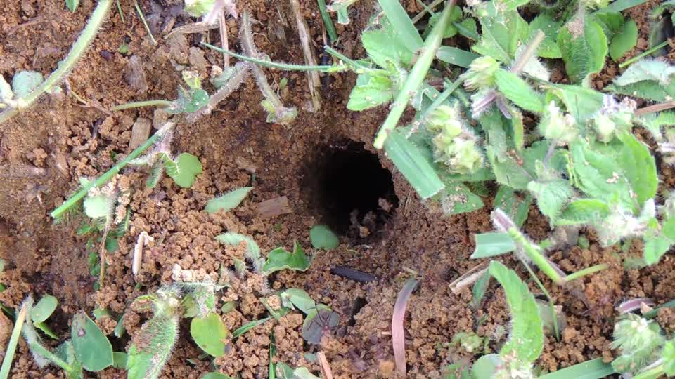 Insects ant foragers harvester