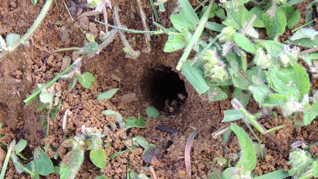 Insects ant foragers harvester