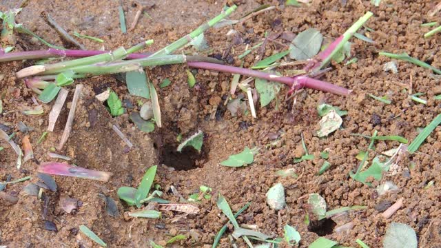 Ant collector insects error