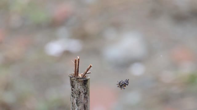 Nature spider weaver web