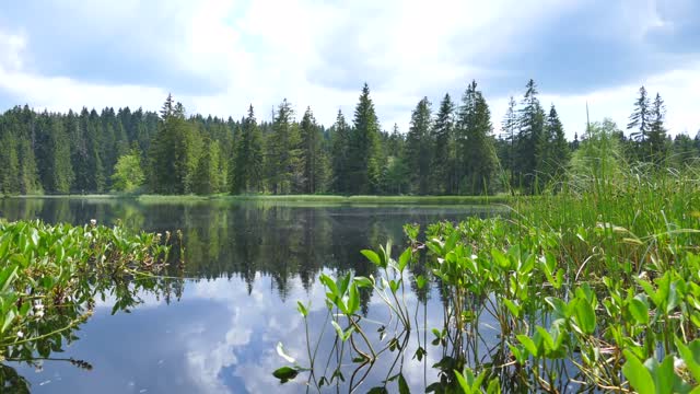 Nature lake forest