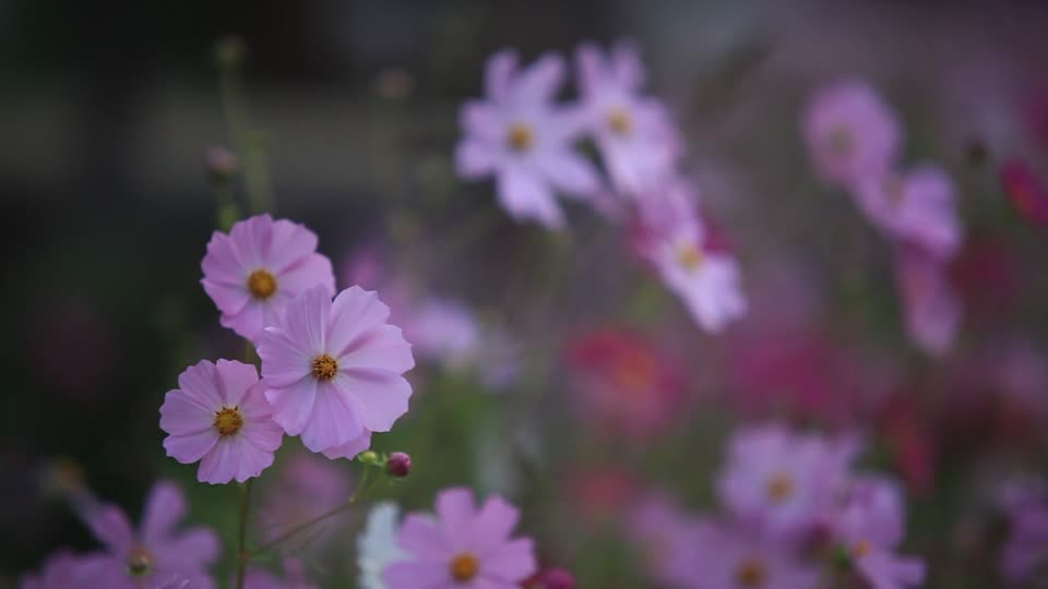 Cosmos flower wind