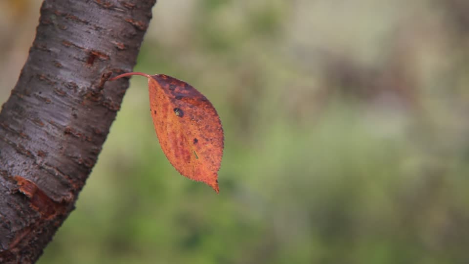 Autumn leaves one leaf