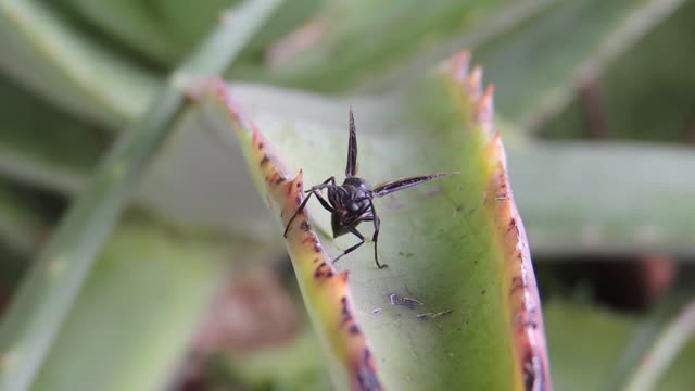 Insect yard wasp