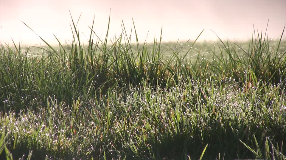 Dewdrop grass morning dew