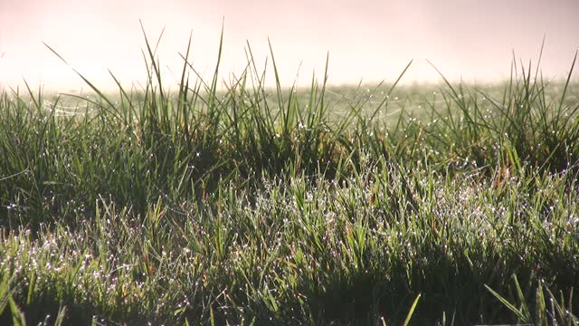 Dewdrop grass morning dew