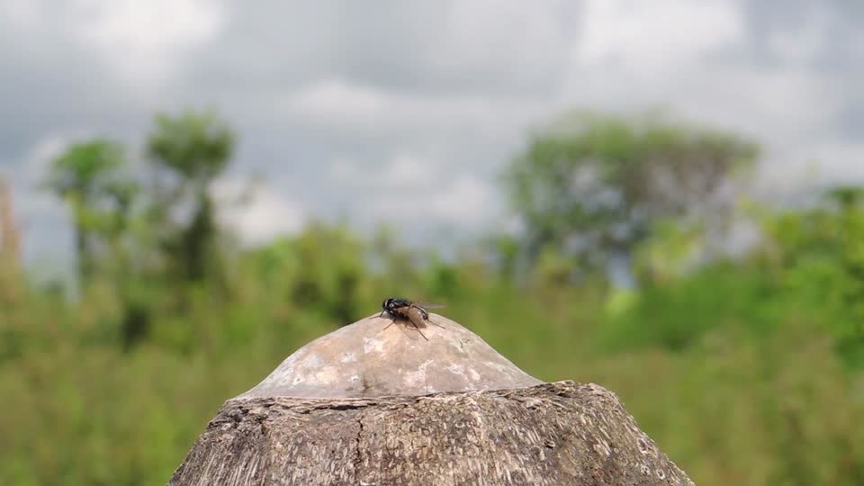 Landscape insect fly