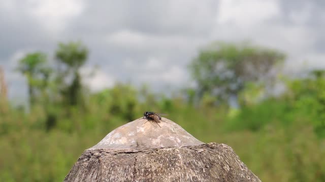 Landscape insect fly