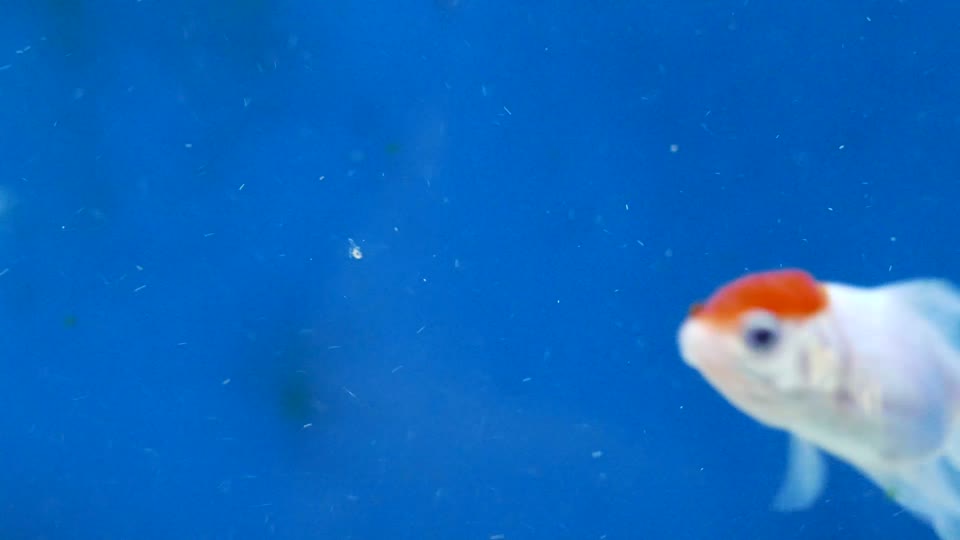 Fish goldfish water