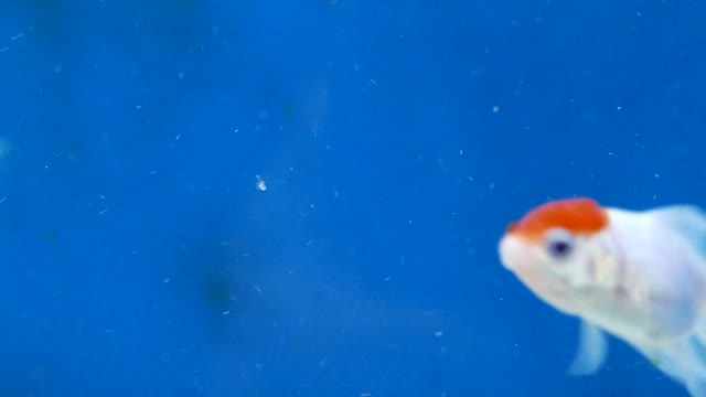 Fish goldfish water