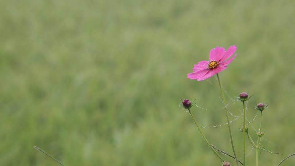 Cosmos autumn autumn scenery