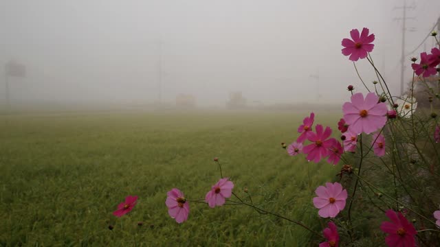 Autumn field cosmos