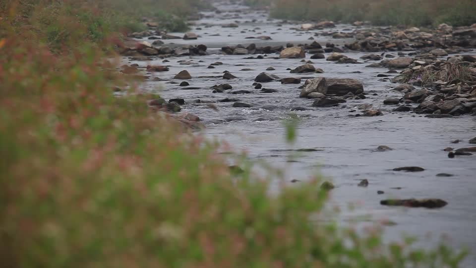 Hometown brook and every flower