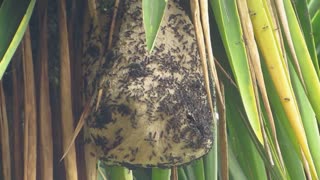 Hive wasps insects