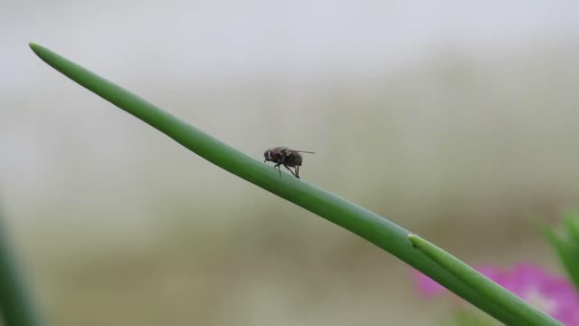 Insect fly yard