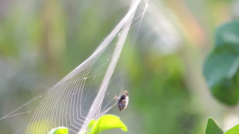 Insect yard spider