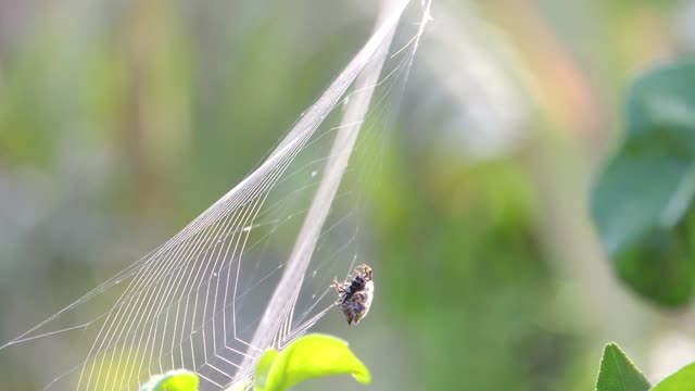 Insect yard spider