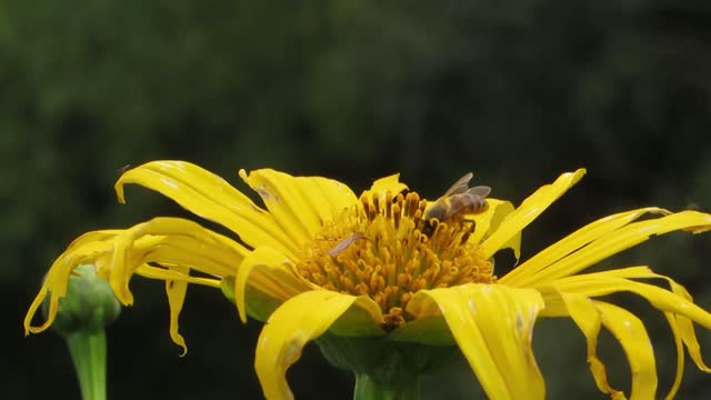 Backwards yard insects
