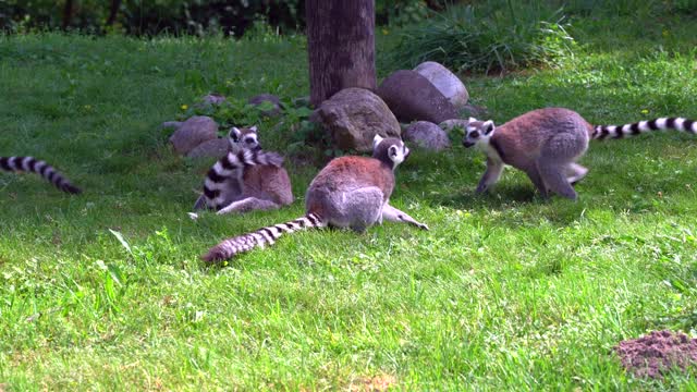 Lemurs monkeys madagascar