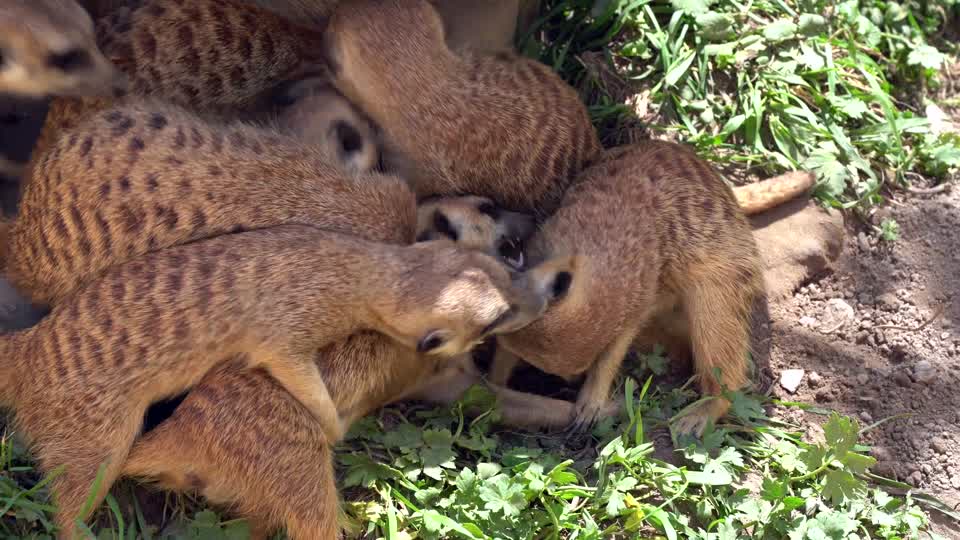 Earth peoples fun cute