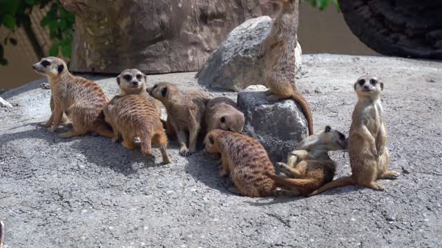 Earth peoples fun cute